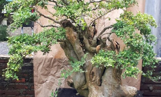 top 7+ bonsai serut termahal, cocok buat pecinta tanaman kerdil