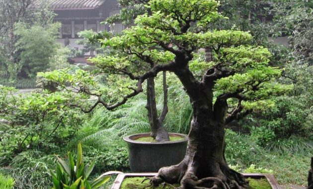 Top 7+ Bonsai Serut Termahal, Cocok Buat Pecinta Tanaman Kerdil