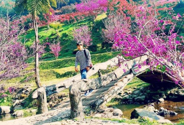 top 8+ alasan kenapa kebun raya cibodas jadi pilihan saat liburan
