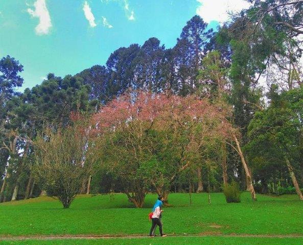 Top 8+ Alasan Kenapa Kebun Raya Cibodas Jadi Pilihan Saat Liburan