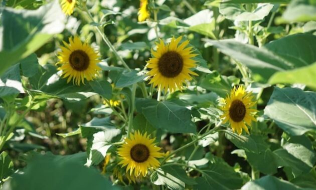 top 8+ kebun bunga matahari di indonesia