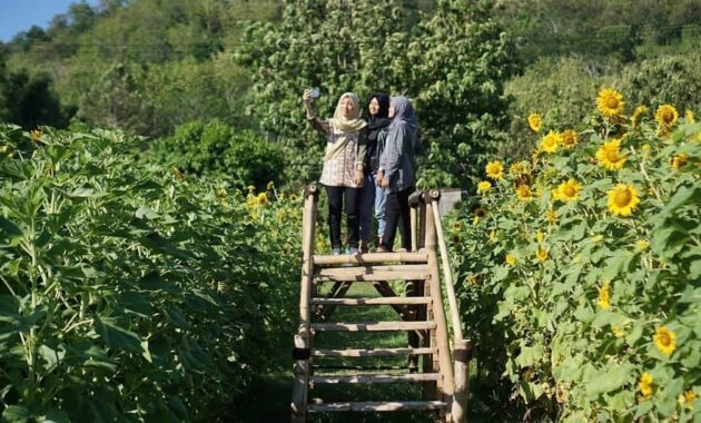top 8+ kebun bunga matahari di indonesia