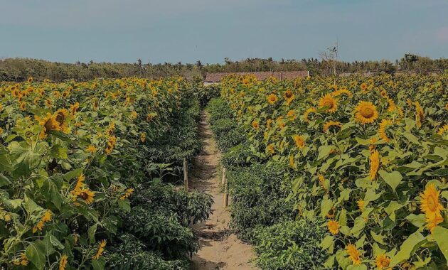 top 8+ kebun bunga matahari di indonesia