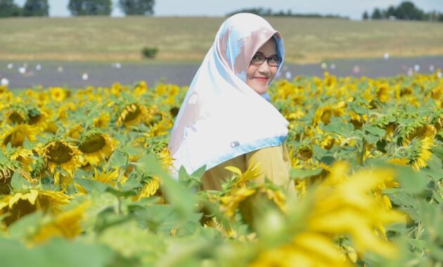 Top 8+ Kebun Bunga Matahari di Indonesia