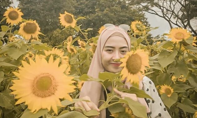 top 8+ kebun bunga matahari di indonesia