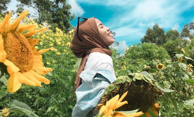 top 8+ kebun bunga matahari di indonesia