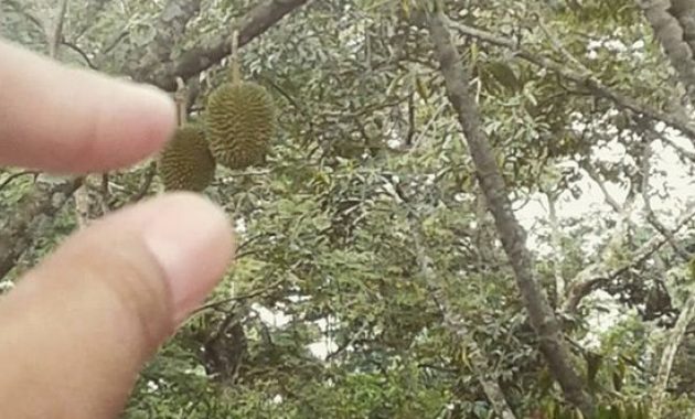 variatifnya berbagai macam durian di lokasi wisata watu simbar semarang