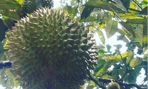 Variatifnya Berbagai Macam Durian di Lokasi Wisata Watu Simbar Semarang