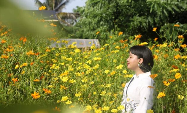 warnai feeds instagrammu dengan berpose ditengah hamparan taman bunga asri bantul, Harga Tiket Masuk, Jalan Menuju Lokasi, Fasilitas, Spot Foto Instagramable, Pesona Taman Bunga Asri
