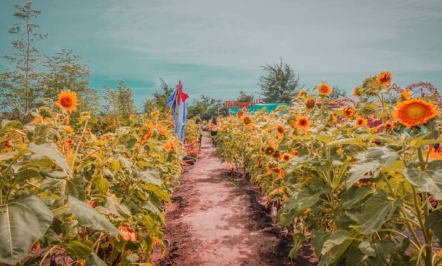 Warnai Feeds Instagrammu Dengan Berpose Ditengah Hamparan Taman Bunga Asri Bantul