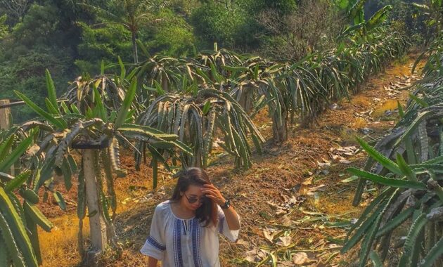 warso farm, surga wisata para pecinta durian di kota bogor, Harga Tiket Masuk, Jalan Menuju Lokasi, Fasilitas, Wahana Menarik , Sekilas Warso Farm