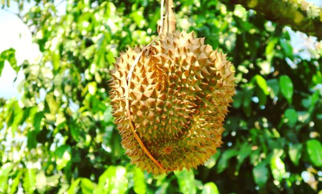 warso farm, surga wisata para pecinta durian di kota bogor, Harga Tiket Masuk, Jalan Menuju Lokasi, Fasilitas, Wahana Menarik , Sekilas Warso Farm