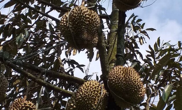 warso farm, surga wisata para pecinta durian di kota bogor, Harga Tiket Masuk, Jalan Menuju Lokasi, Fasilitas, Wahana Menarik , Sekilas Warso Farm