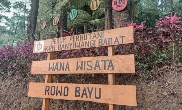 wisata rowo bayu songgon banyuwangi, Asal Usul, Keindahan Potensi, Jalan Menuju Lokasi, Jam Buka, Harga Tiket Masuk