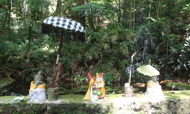 Wisata Rowo Bayu Songgon Banyuwangi