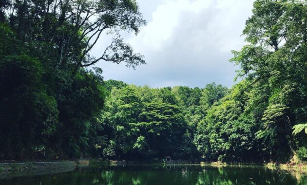 wisata rowo bayu songgon banyuwangi, Asal Usul, Keindahan Potensi, Jalan Menuju Lokasi, Jam Buka, Harga Tiket Masuk