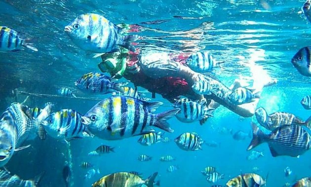 wisata rumah apung bangsring, Menilik Lokasi, Keindahan, Harga Tiket Masuk, Rute Menuju Lokasi, Tips Berlibur