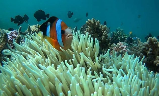 wisata rumah apung bangsring, Menilik Lokasi, Keindahan, Harga Tiket Masuk, Rute Menuju Lokasi, Tips Berlibur