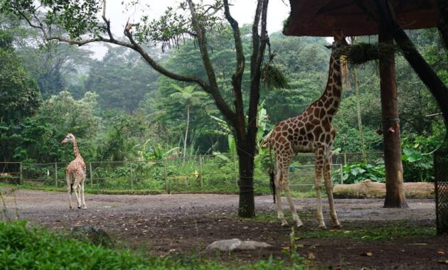 wisata taman safari cisarua bogor