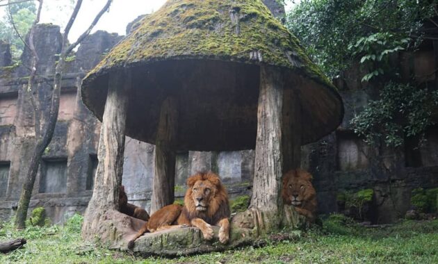 wisata taman safari cisarua bogor