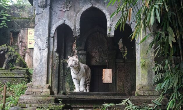 wisata taman safari cisarua bogor