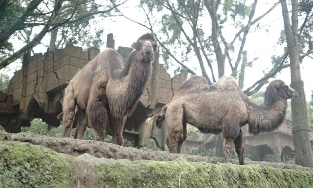 wisata taman safari cisarua bogor