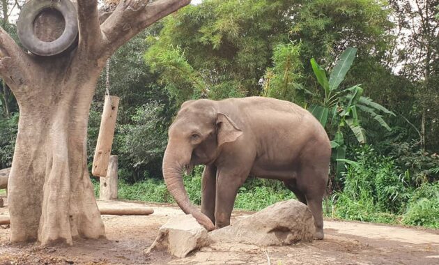 wisata taman safari cisarua bogor