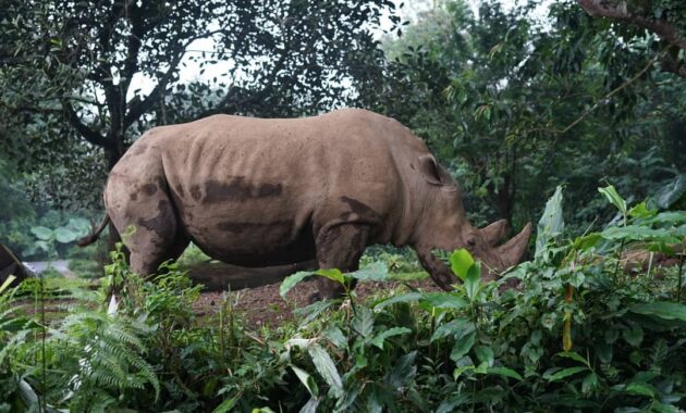 wisata taman safari cisarua bogor