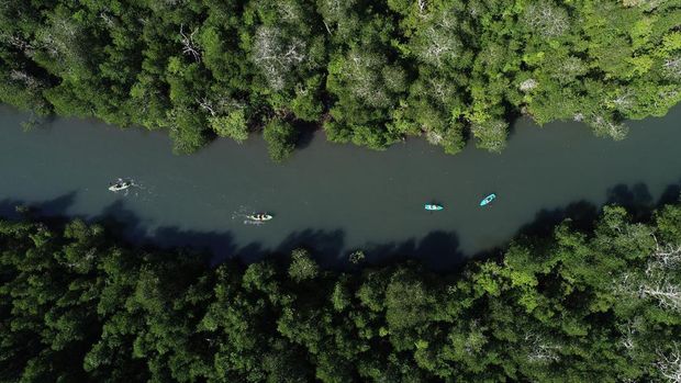 Ada yang Baru di Labuan Bajo: Main Kayak Susuri Mangrove Dusun Rangko