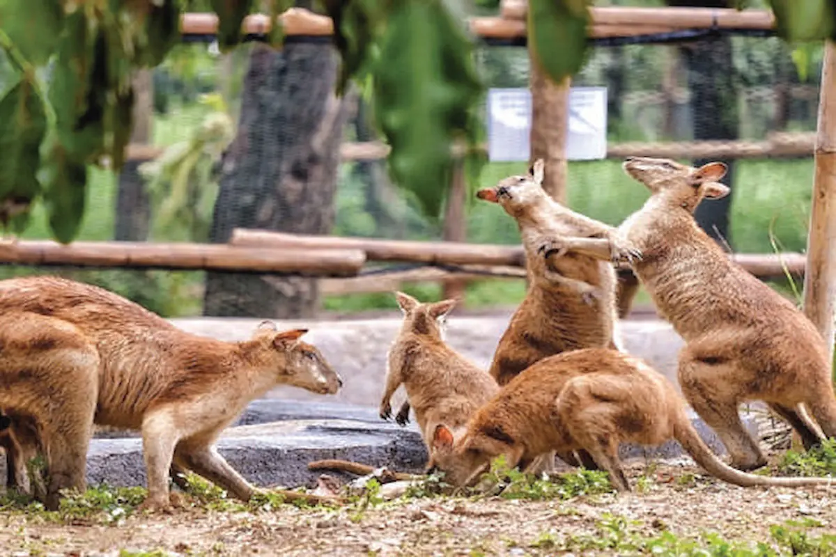 Bagi Pencinta Hewan, Simak Pembahasan Mengenai Tempat Wisata Solo Safari Berikut Ini!