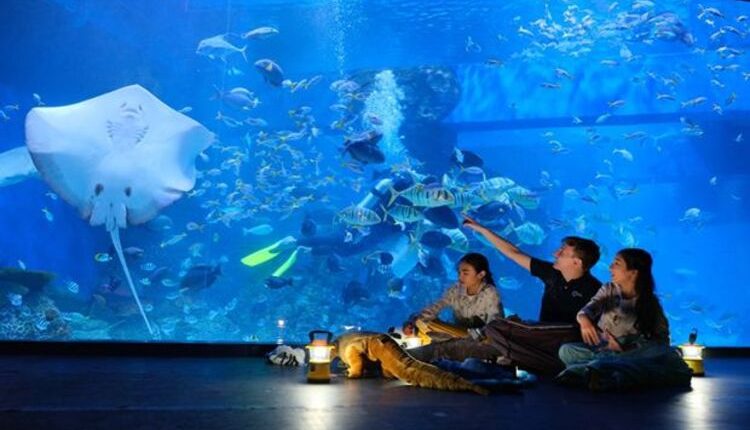 jakarta aquarium dan safari