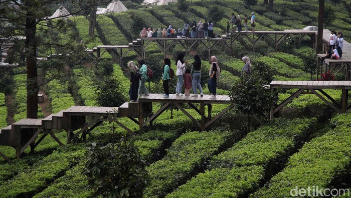 Mau Liburan ke Gunung Mas Puncak? Ini Rutenya dari Jakarta