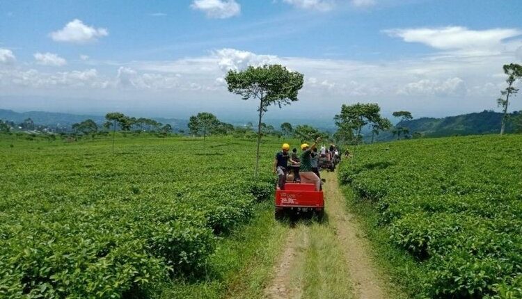 tempat wisata ikonik solo Kebun Teh Kemuning