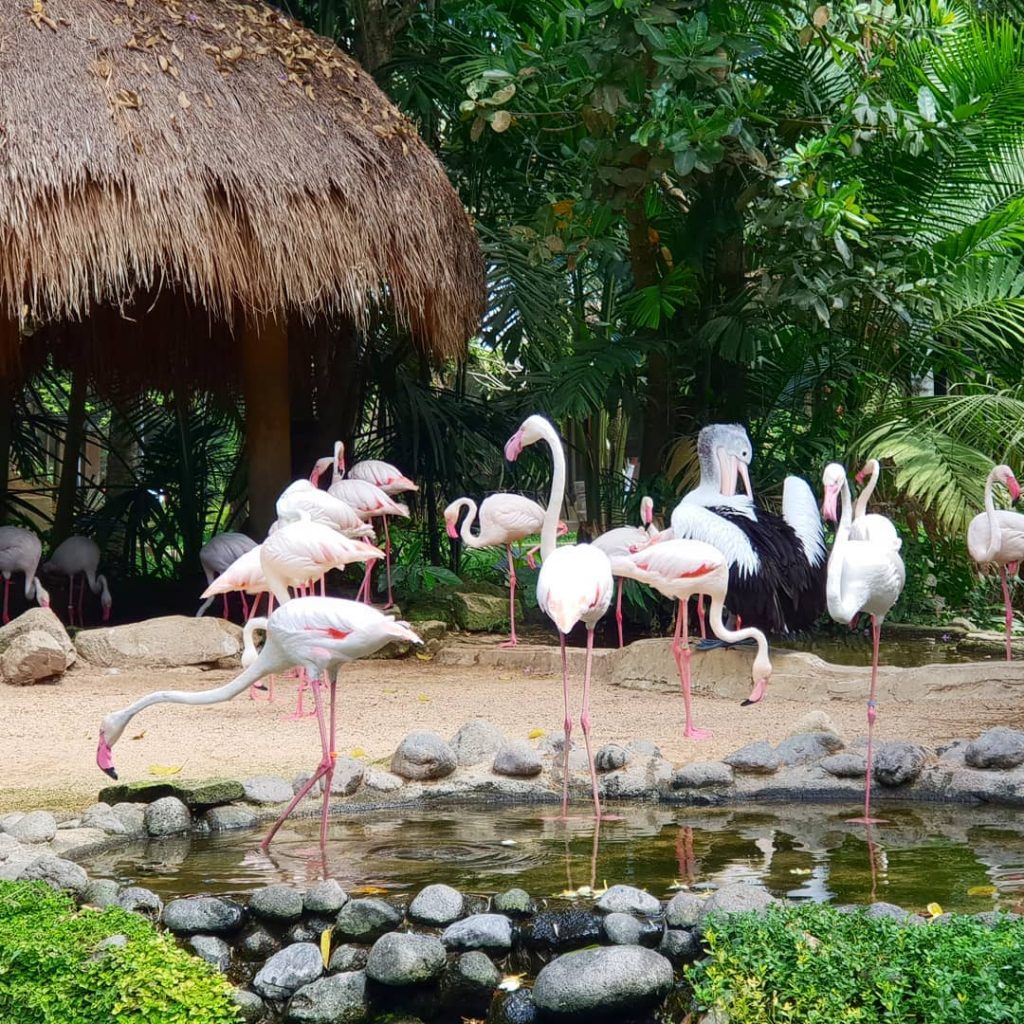 bali, bali bird park, gianyar, review, lokasi, dan harga tiket masuk bali bird park