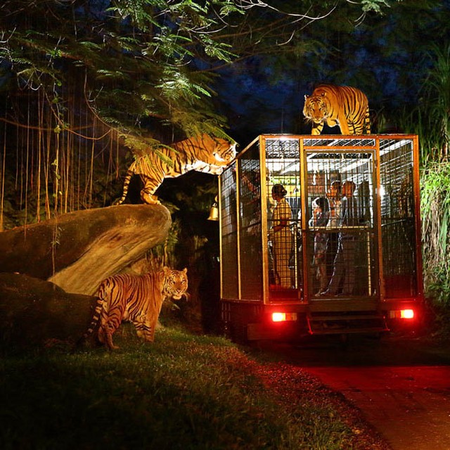 bali, bali safari and marine park, gianyar, review, lokasi, & harga tiket bali safari and marine park