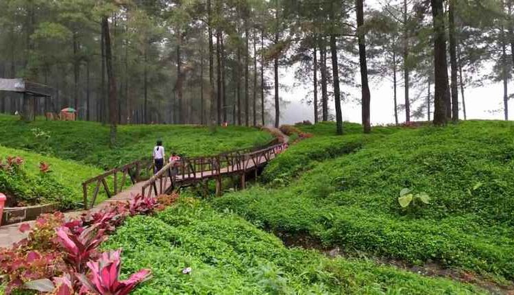 Sejuknya Berwisata ke Hutan Pinus Limpakuwus Baturraden, Tempat Wisata Alam Banyumas. Adem Abis!