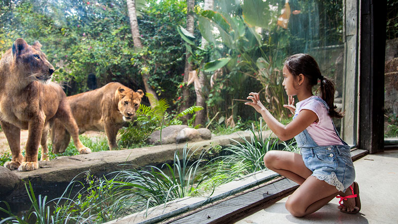 bali, bali zoo park, gianyar, serunya liburan dan berpetualang di bali zoo park