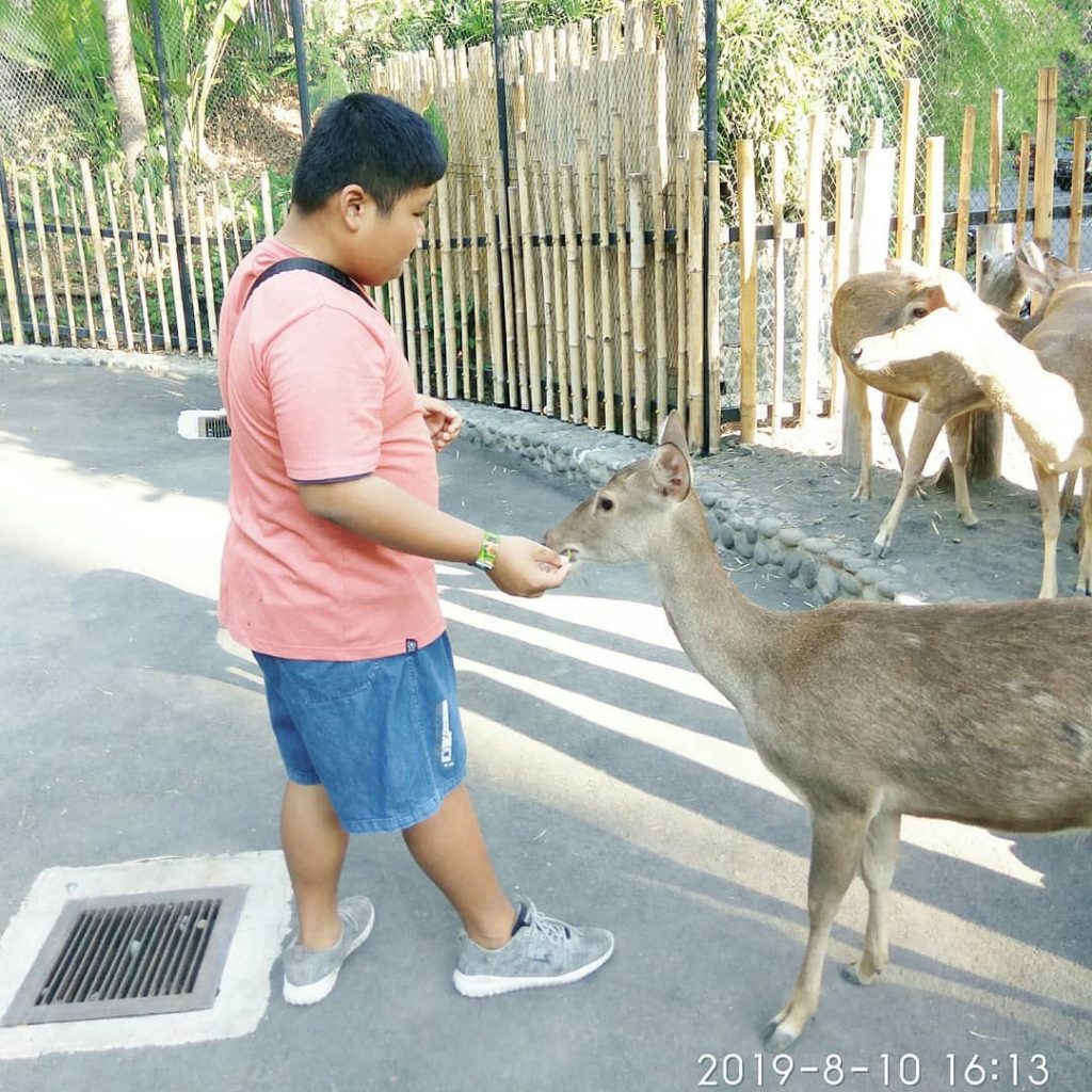 bali, bali zoo park, gianyar, serunya liburan dan berpetualang di bali zoo park