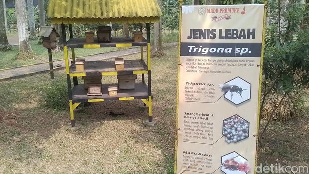 Taman Wisata Lebah Cibubur Punya 2 Jenis Lebah Budidaya dan Terapi Sengat Lebah