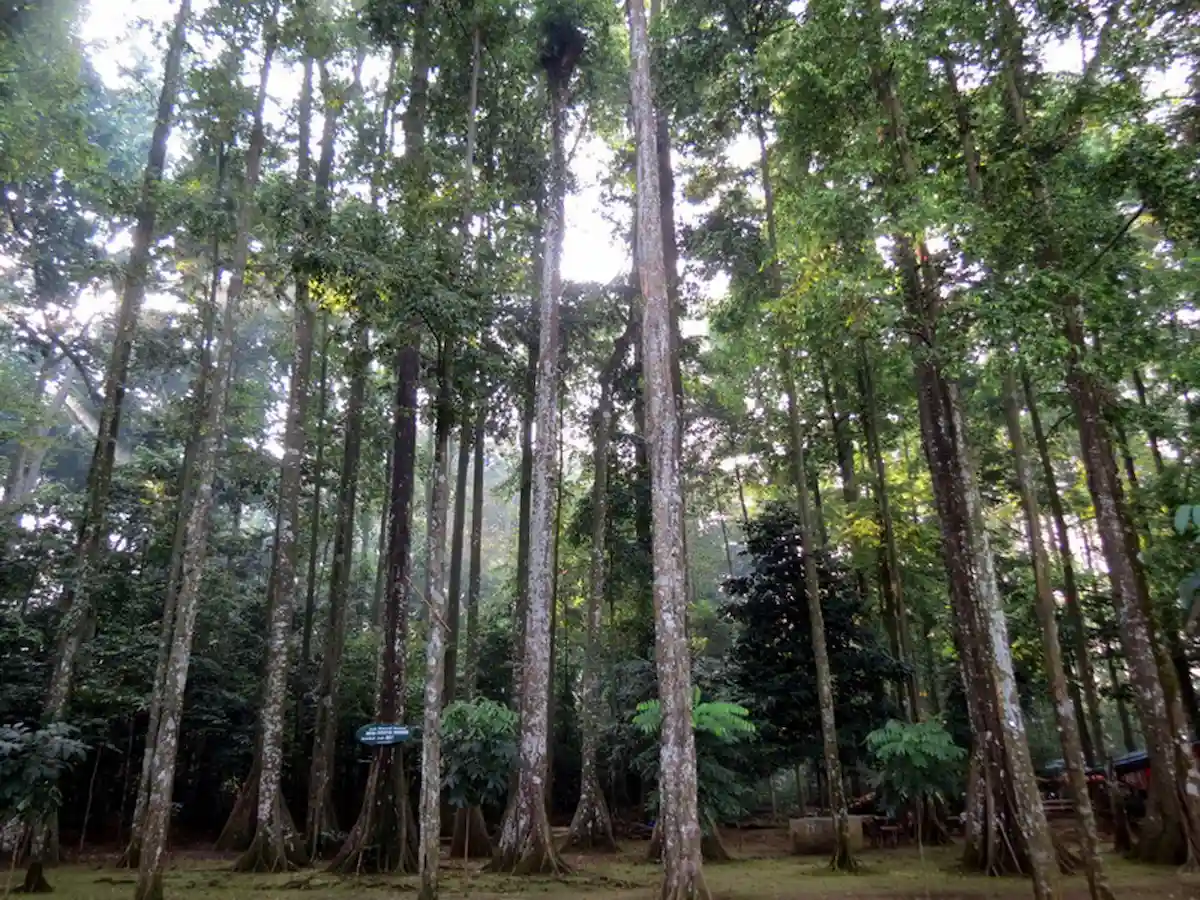 top 10+ tempat wisata gratis di bogor: rekomendasi tempat seru yang gratis
