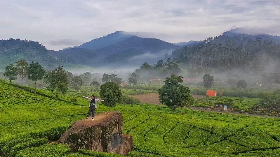 6 Aktivitas Seru di Perkebunan Teh Rancabali - Oktober 2023