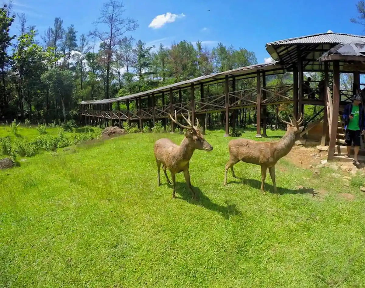 top 10+ tempat wisata kekinian di bogor yang layak dikunjungi