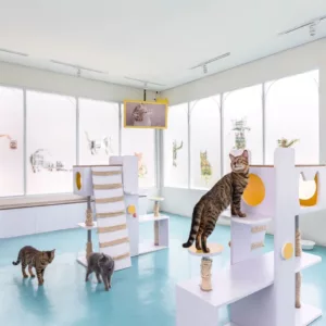 top 4+ cat cafe di bandung yang asyik dikunjungi saat weekend, 1. Neo Cat Cafe, 2. Cats and Ice Cream, 3. Kintsugi Coffee, 4. Critoe Coffee