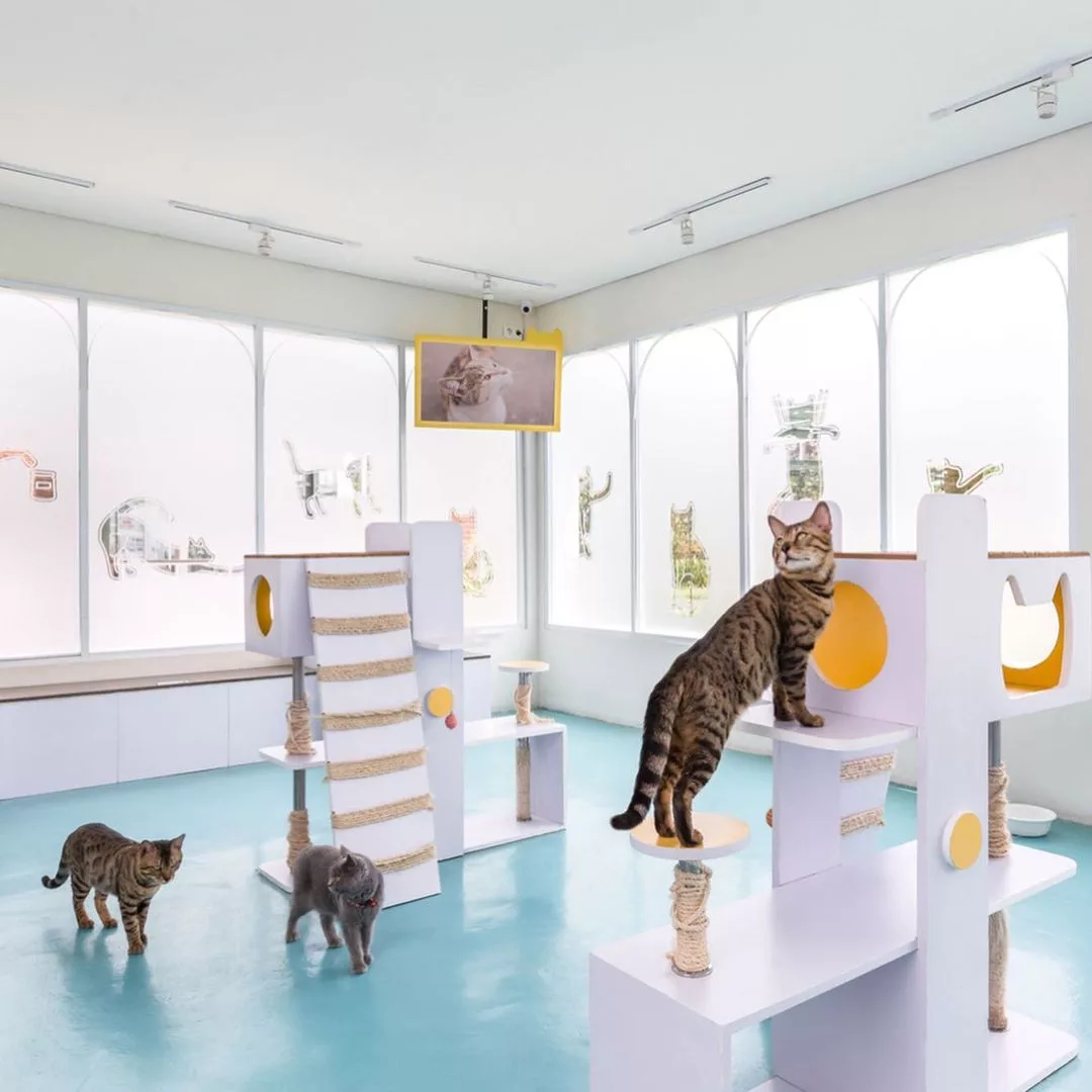Top 4+ Cat Cafe di Bandung yang Asyik Dikunjungi Saat Weekend