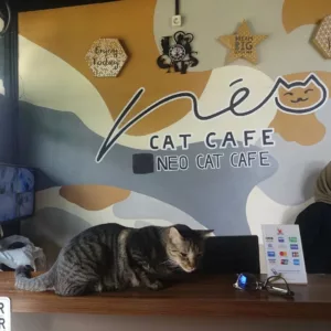 top 4+ cat cafe di bandung yang asyik dikunjungi saat weekend, 1. Neo Cat Cafe, 2. Cats and Ice Cream, 3. Kintsugi Coffee, 4. Critoe Coffee