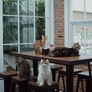 top 4+ cat cafe di bekasi yang bikin mood lebih baik, 1. Superbee, 2. Zoo Coffee, 3. Yard Cafe &amp; Resto, 4. Seraya Menyapa