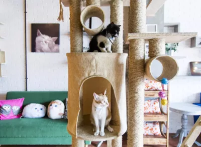 top 4+ cat cafe di jakarta yang unik, pecinta kucing wajib mampir!, 1. Kopi Cat Cafe, 2. Istana Kucing, 3. The Cat Cabin, 4. Animalis Pet Cafe