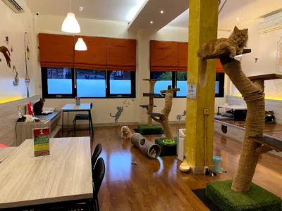 top 4+ cat cafe di jakarta yang unik, pecinta kucing wajib mampir!, 1. Kopi Cat Cafe, 2. Istana Kucing, 3. The Cat Cabin, 4. Animalis Pet Cafe