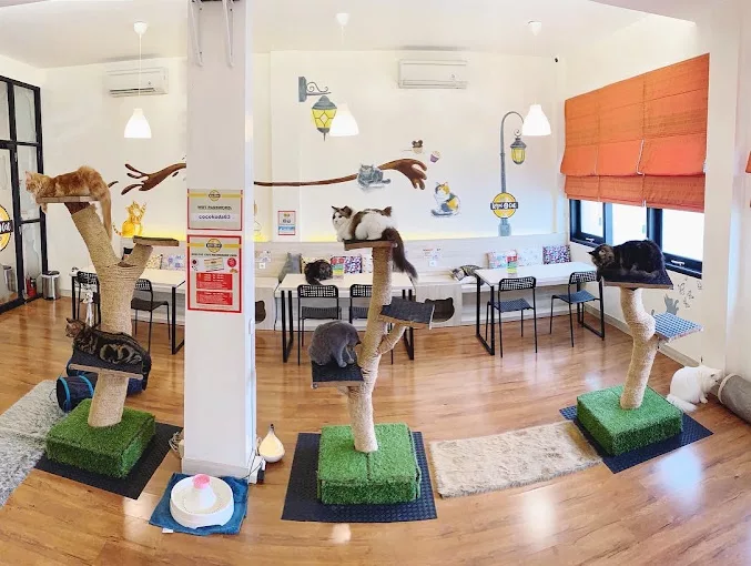 Top 4+ Cat Cafe di Jakarta yang Unik, Pecinta Kucing Wajib Mampir!