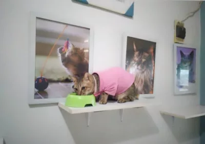 top 4+ cat cafe di jakarta yang unik, pecinta kucing wajib mampir!, 1. Kopi Cat Cafe, 2. Istana Kucing, 3. The Cat Cabin, 4. Animalis Pet Cafe